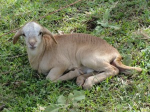 Kenyan baby sheep