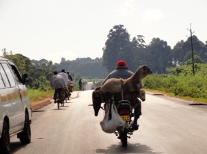 3 sheep on a motorcycle