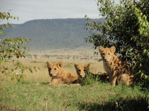 Lion Cubs