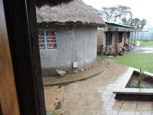 Chickens taking cover in the rain