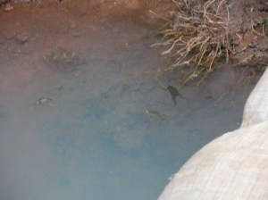 Frogs in the drinking water
